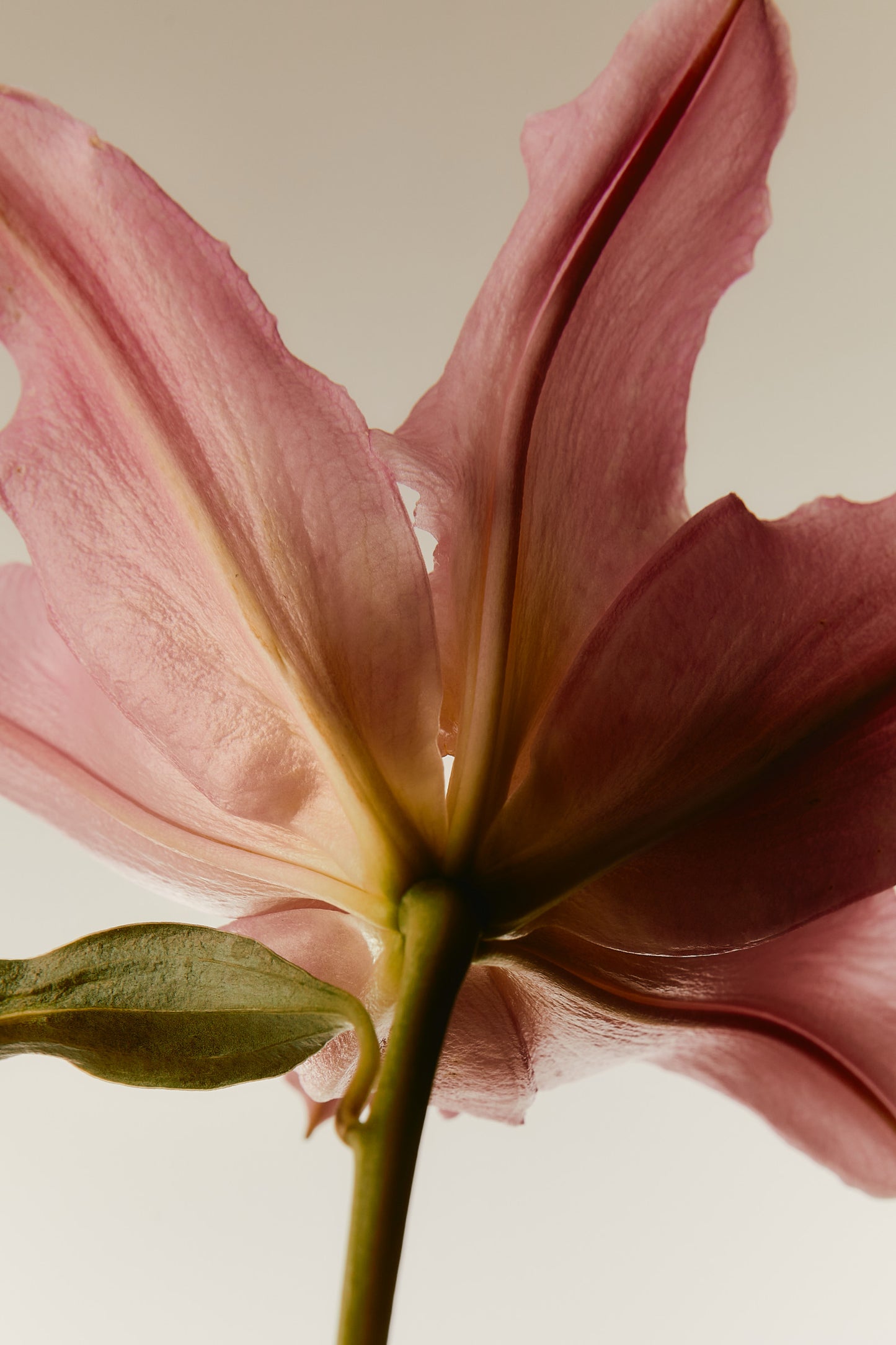 Lily Fragrances